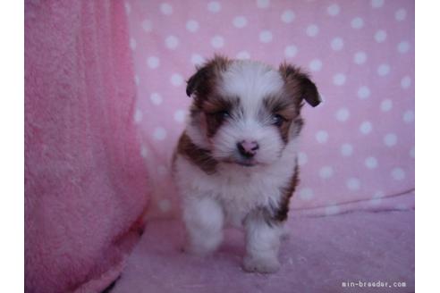 成約済の長崎県のミックス犬-38577の3枚目